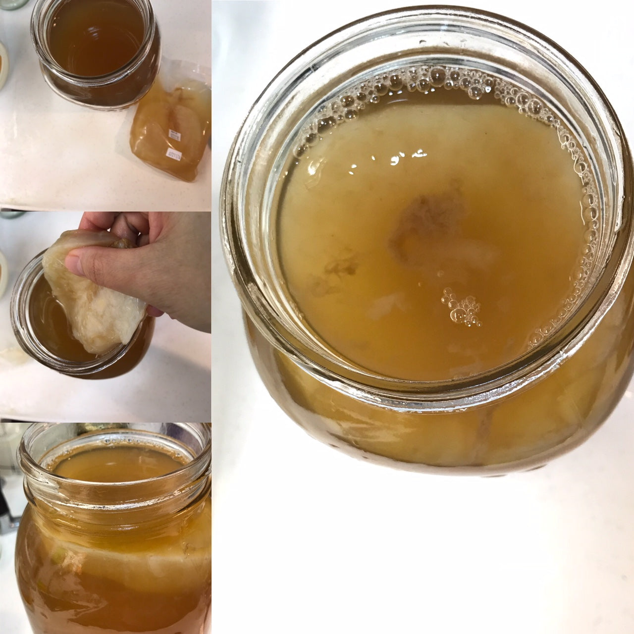 Kombucha Scoby