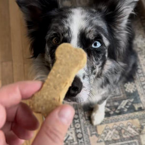 bone cookie for doggie 