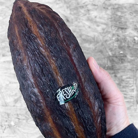 Fresh Cacao pod