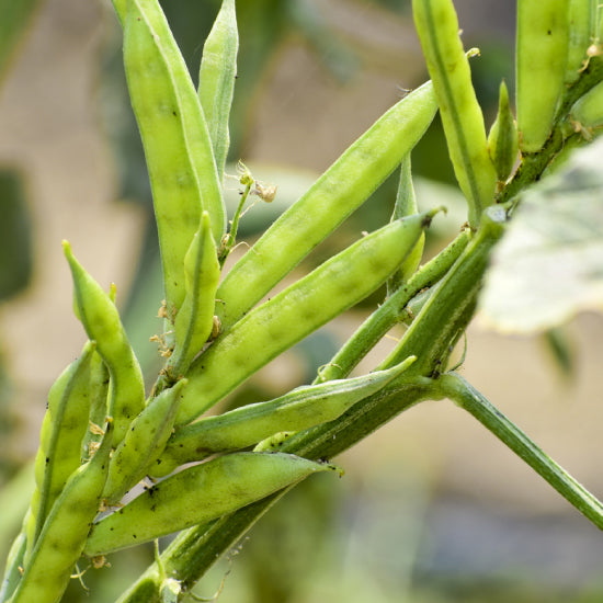 Guar Gum 50gr. - SaporePuro