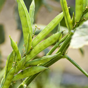 Guar Gum 50gr. - SaporePuro