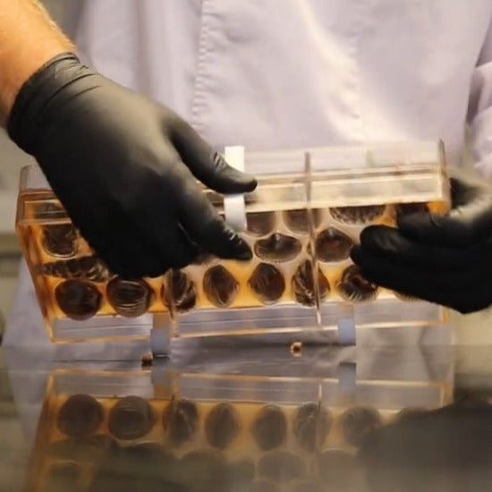 Clamp for double frame mold 1 pc