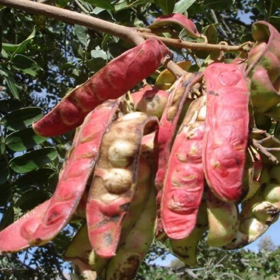 Tara Gum | Hong Kong Distributor | SaporePuro | 