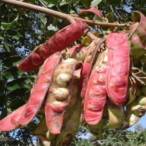 塔拉膠 Tara Gum 50gr. | Saporepuro